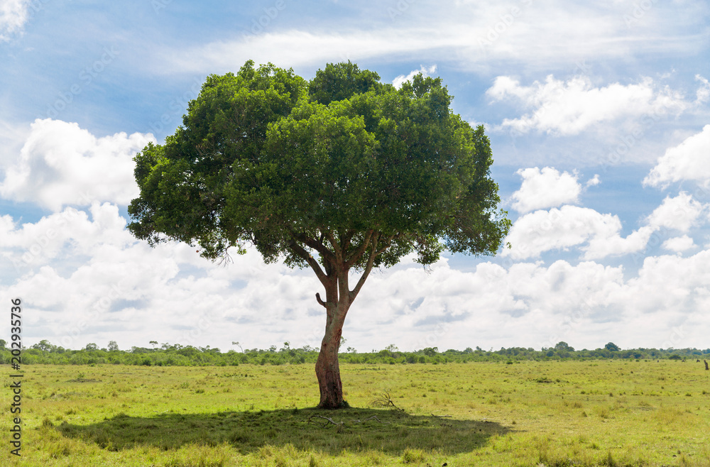 nature, landscape and african wildlife concept - acacia tree in maasai mara national reserve savannah in africa nature, landscape and african wildlife concept - acacia tree in maasai mara national reserve savannah in africa