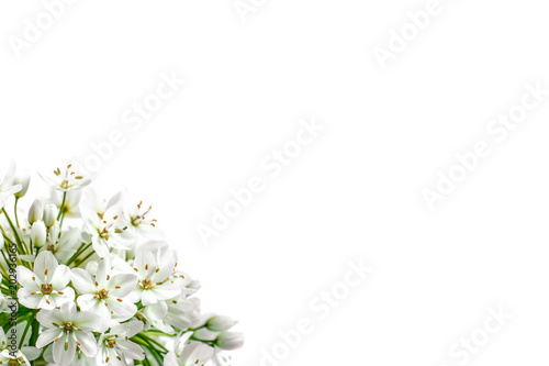 White spring flowers on a blue background