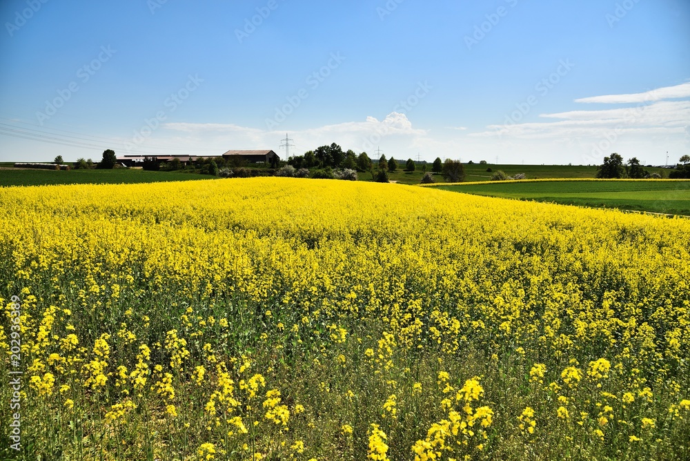 Rapsfeld, blühen, gelb, grün, Ackerbau, Landwirtschaft, Bauernhof, sonnig, Frühling, Berg, Wald, Baum, Strauch, Schäbische Alb, Deutschland, Europa, bäuerlich, anblick, Heide, Wacholderheide, wandern Rapsfeld, blühen, gelb, grün, Ackerbau, Landwirtschaft, Bauernhof, sonnig, Frühling, Berg, Wald, Baum, Strauch, Schäbische Alb, Deutschland, Europa, bäuerlich, anblick, Heide, Wacholderheide, wandern