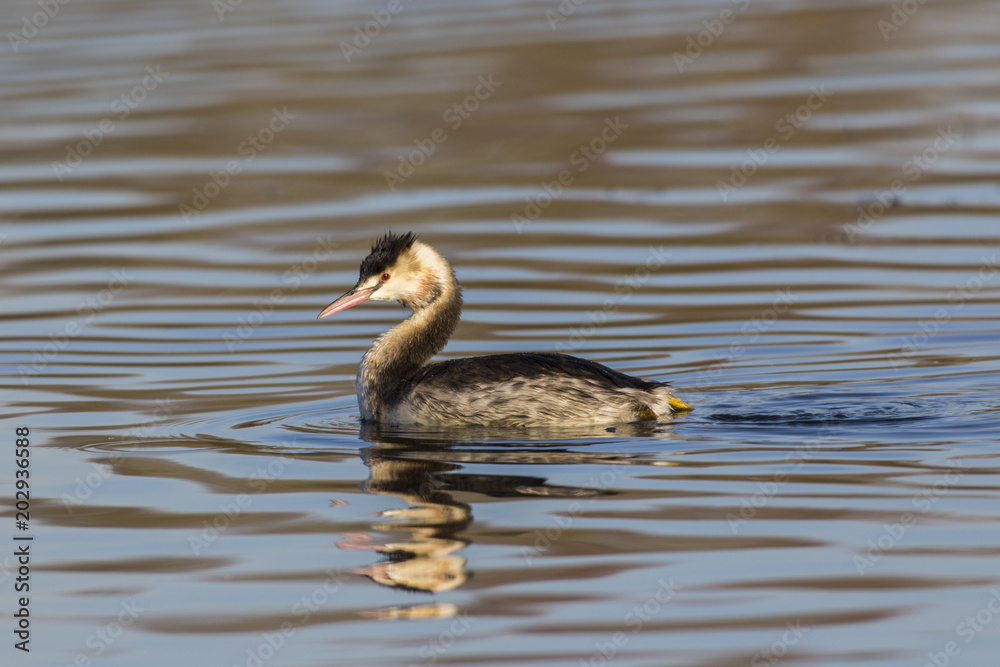 Haubentaucher (Podiceps cristatus) Haubentaucher (Podiceps cristatus)