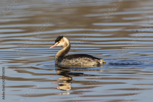 Haubentaucher (Podiceps cristatus)