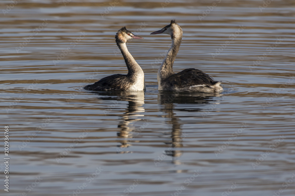 Haubentaucher (Podiceps cristatus) Haubentaucher (Podiceps cristatus)