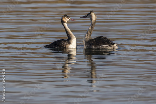 Haubentaucher  Podiceps cristatus 