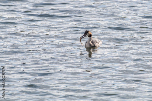 Haubentaucher (Podiceps cristatus) © Rosemarie Kappler