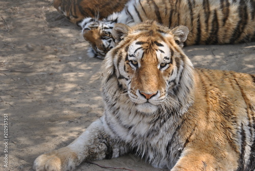 Tigers in Harbin, China