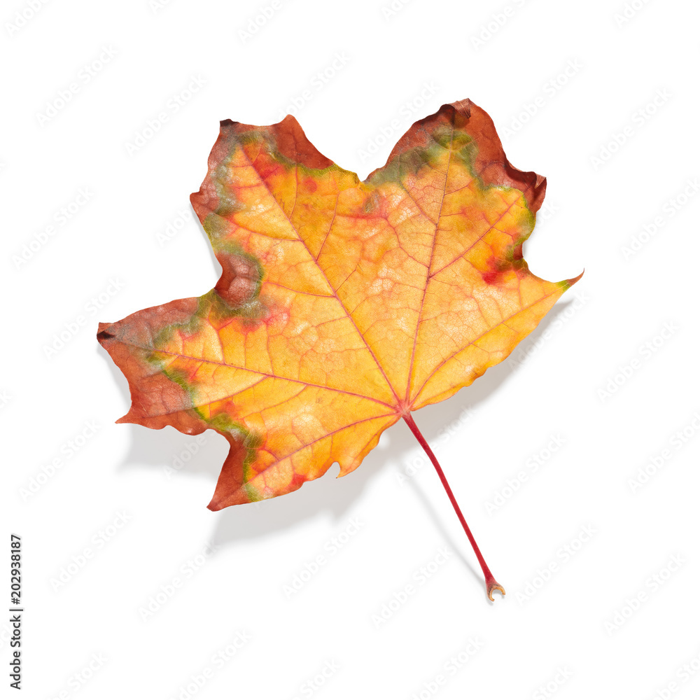 Autumn maple leaf isolated on white background Autumn maple leaf isolated on white background
