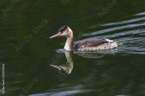Haubentaucher (Podiceps cristatus)