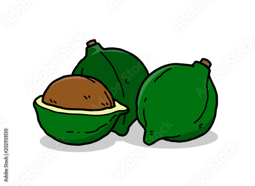 Macadamia Nuts Pericarp Shell, a hand drawn vector cartoon illustration of three macadamia nuts.