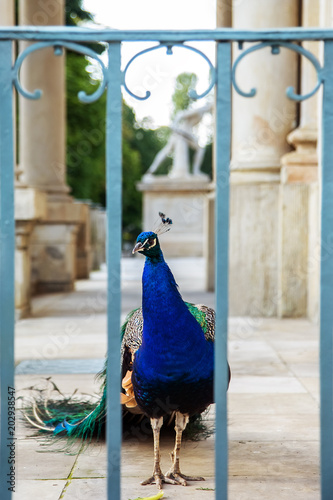 Peacock with closed tail photo