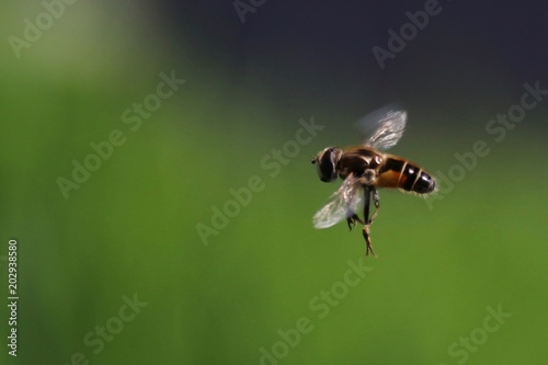 Hover fly