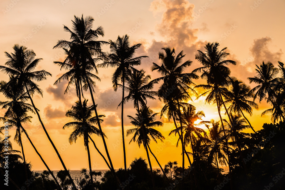 silhouettes of palm trees on a sunset background in the tropics