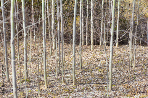 aspen grove, spring forest, bare trees without leaves, spring awakening