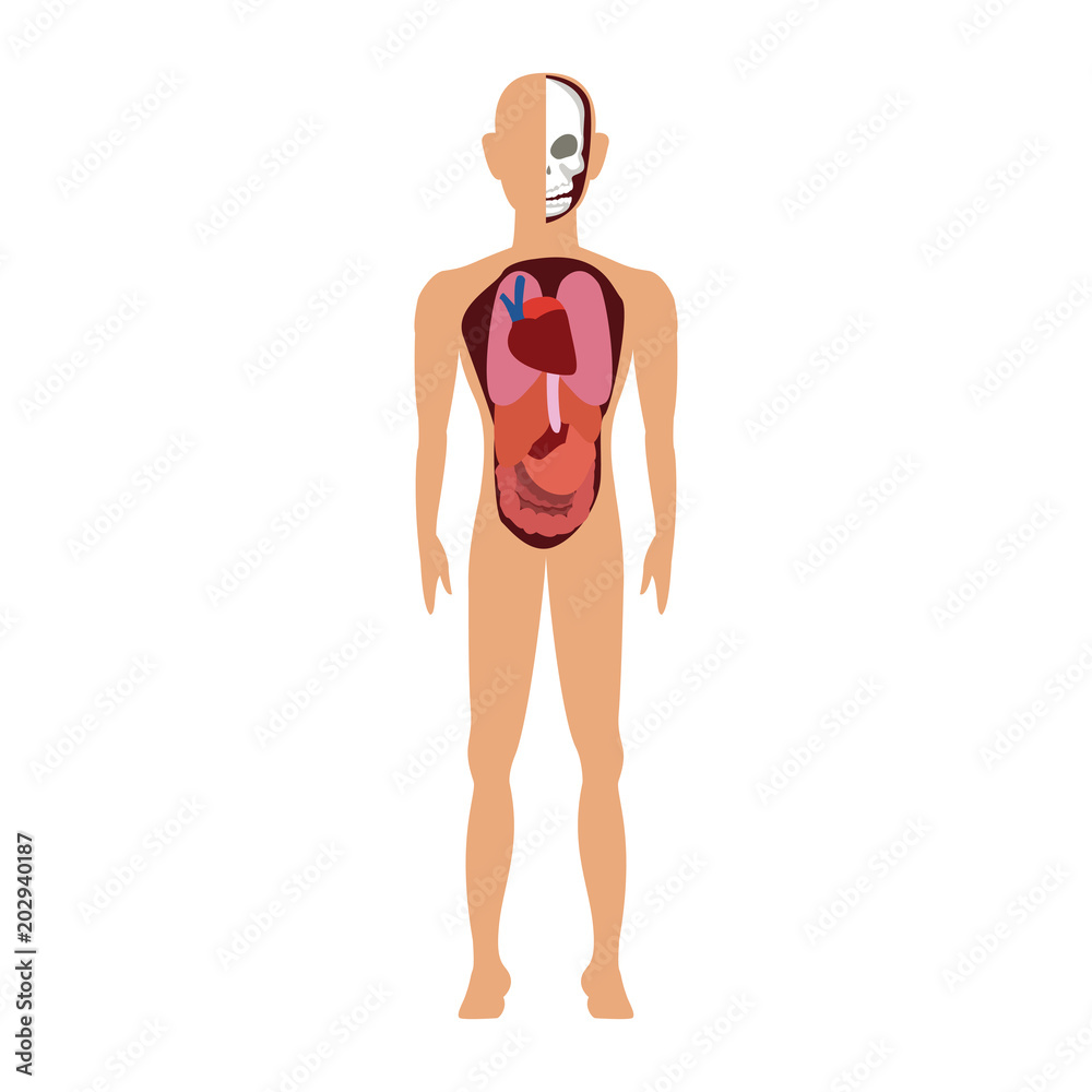 Human body anatomy cartoon vector illustration graphic design Stock ...
