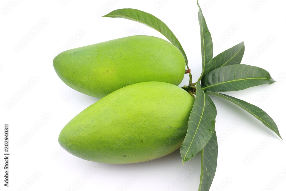 Obraz premium raw green mango