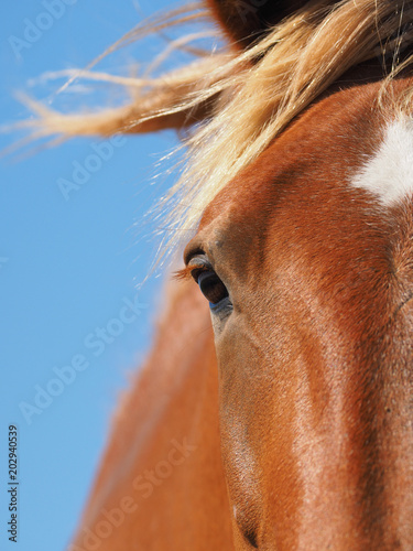 Horse Abstract