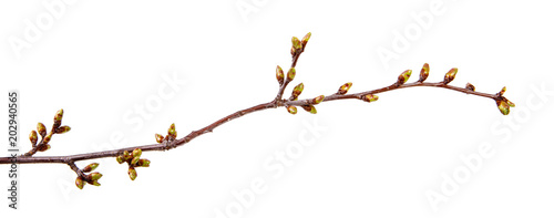 Foto Cherry tree branch with swollen buds on isolated white background