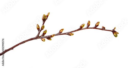 Cherry tree branch with swollen buds on isolated white background.