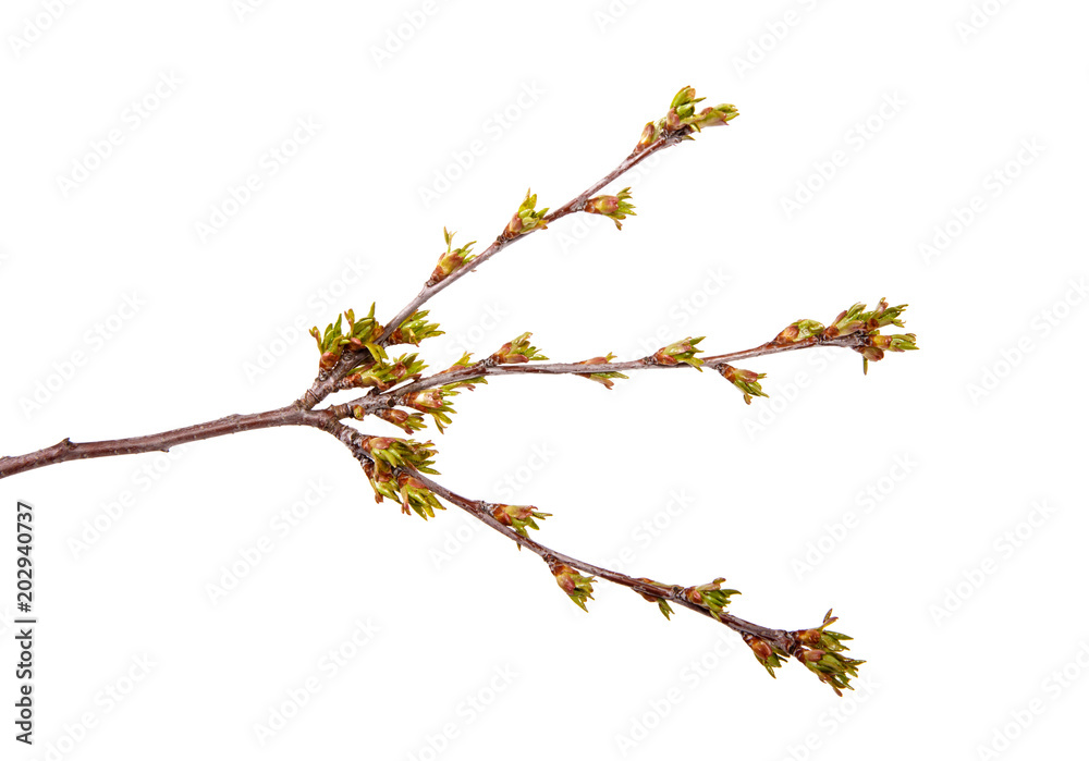 Cherry tree branch with blossoming foliage on isolated white background.