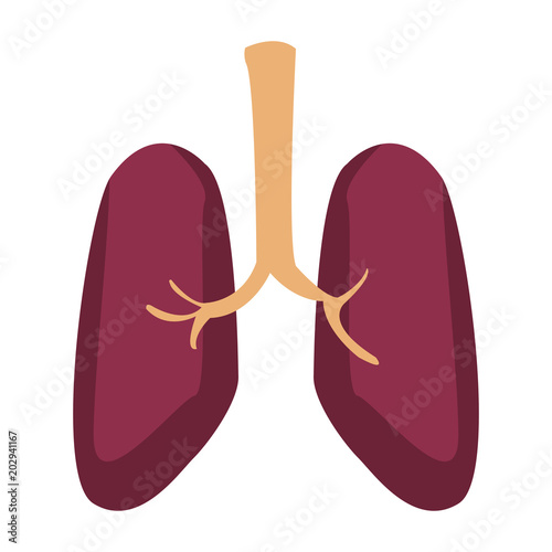 Human lungs isolated vector illustration graphic design