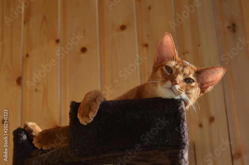 the rest of the Abyssinian