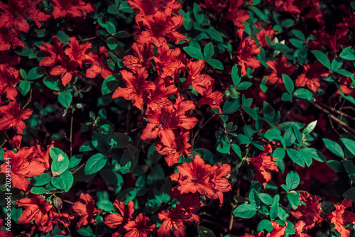 Beautiful background with red flowers