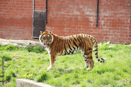 Fototapeta Naklejka Na Ścianę i Meble -  Tiger in the Landscape - Germany 