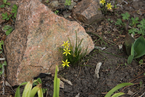 View against on gentle yellow flowers between green grass