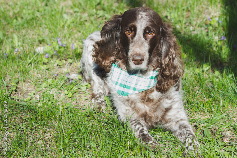 Brown spotted russian spaniel on the green grass