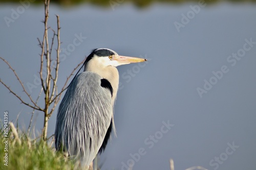 Heron