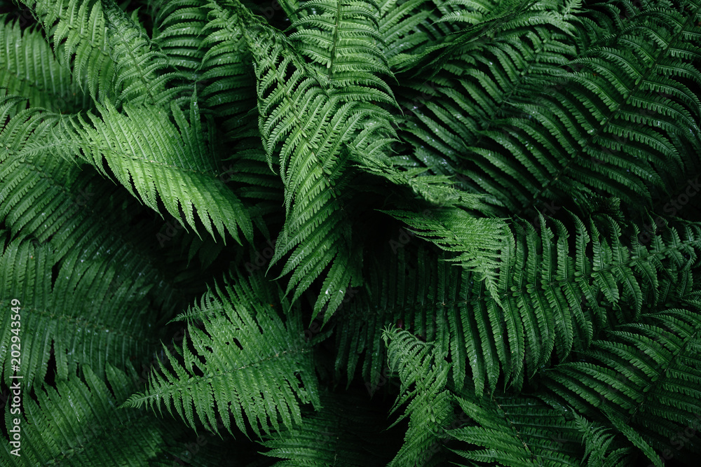 Tropical leaves. Floral design background. Tropical leaves. Floral design background.