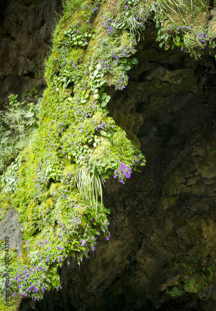 Abstract Nature Background Of Moss And Flowers Abstract Nature Background Of Moss And Flowers