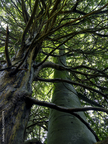 An unusual arborial symbiosis whereby an ancient yew and beech tree have grown together entwined - in Ashdown Hanger, near Petersfield in the South Downs national park, Hampshire, UK photo