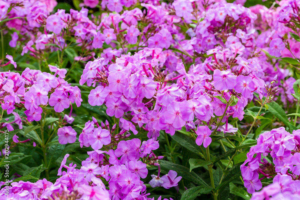 Lavender pink garden phlox blooming profusely in the home perennial bed.