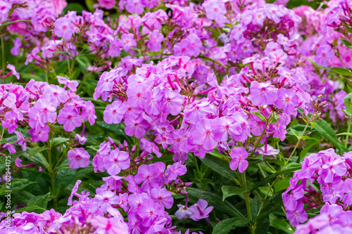 Lavender pink garden phlox blooming profusely in the home perennial bed.