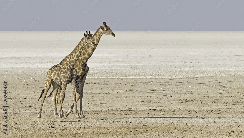 Αυτοκόλλητο Giraffes in Etosha salt pan in Namibia.