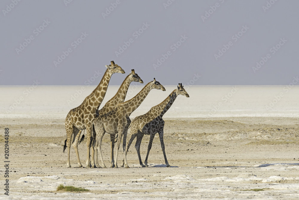 Φωτογραφία Giraffes in Etosha salt pan in Namibia.