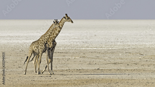 Photography Giraffes in Etosha salt pan in Namibia.