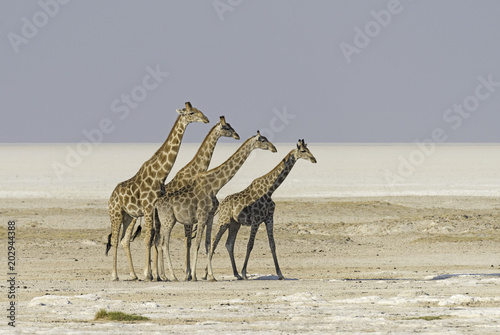 Photos Giraffes in Etosha salt pan in Namibia.