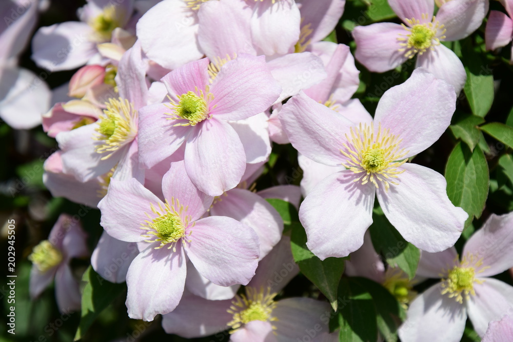 Clematis montana, Waldrebe, Kletterpflanze Clematis montana, Waldrebe, Kletterpflanze