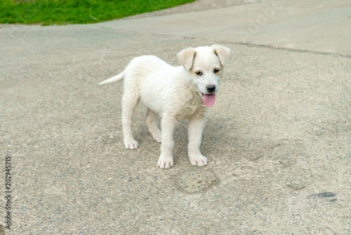 white puppy. puppy outdoors on a sunny day