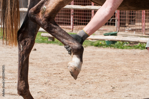 Photography Owner lifting up the horse leg, exersising , waiting the blacksmith to put horseshoes