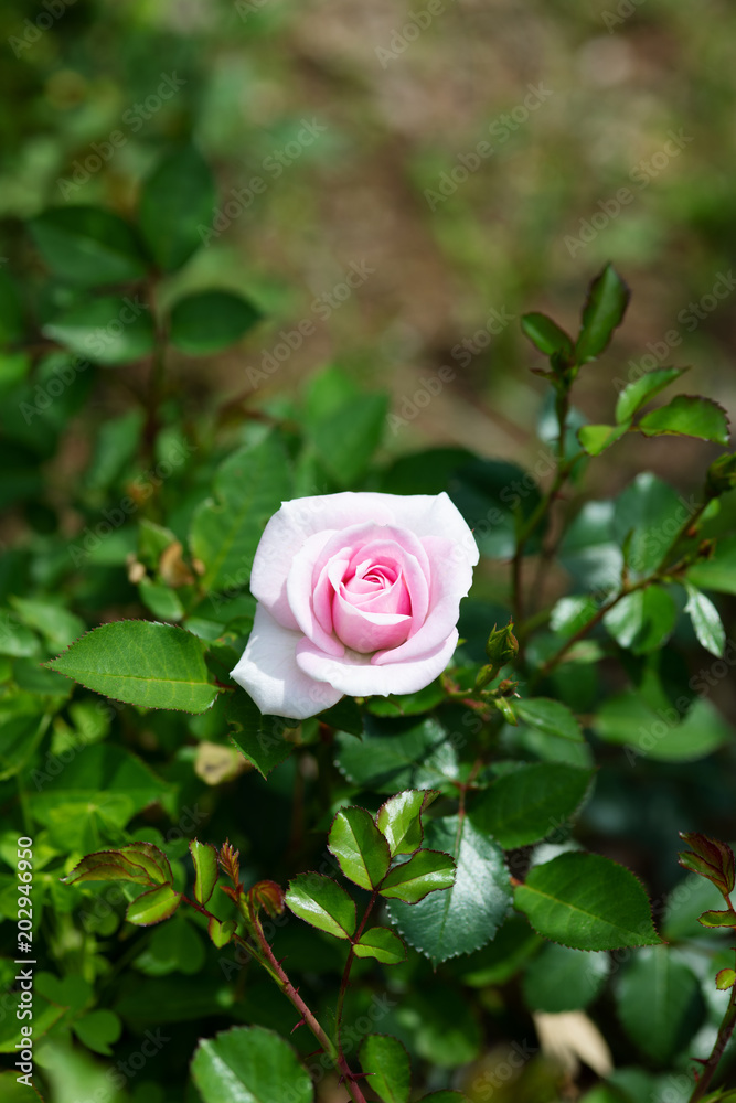 薄いピンク色のミニバラの花のアップ Stock Photo Adobe Stock
