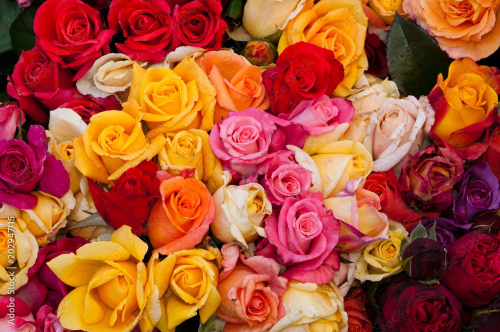 Blühende Rosen Blühende Rosen