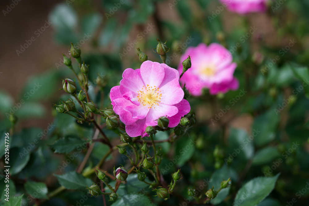 ピンクの一重咲きのばら「ラベンダードリーム」の花のアップ ピンクの一重咲きのばら「ラベンダードリーム」の花のアップ