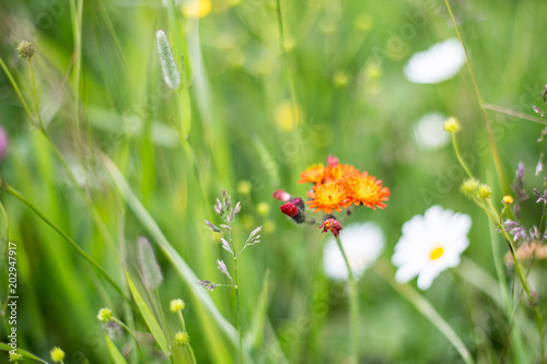 Orange Flowers on green field background with daisy and buttercup. Bright Orange Hawkweed flowers, Pilosella aurantiaca or Fox and cubs wildflower or Devil's Paintbrush flowers blooming in summertime. photo