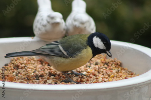 Great tit