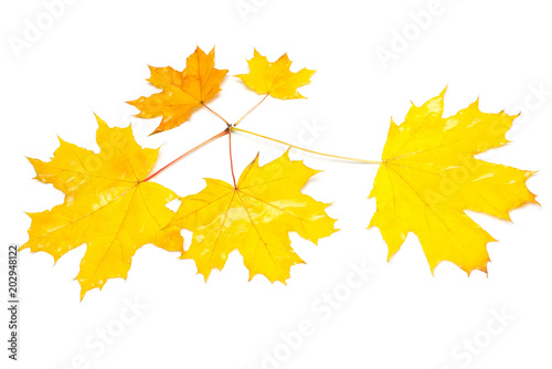 Autumn maple leaves isolated on white background. Falling foliage. Flat lay, top view, creative concept