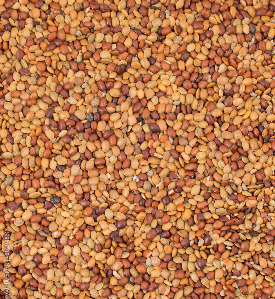Red Lentil Seeds Red Lentil Seeds