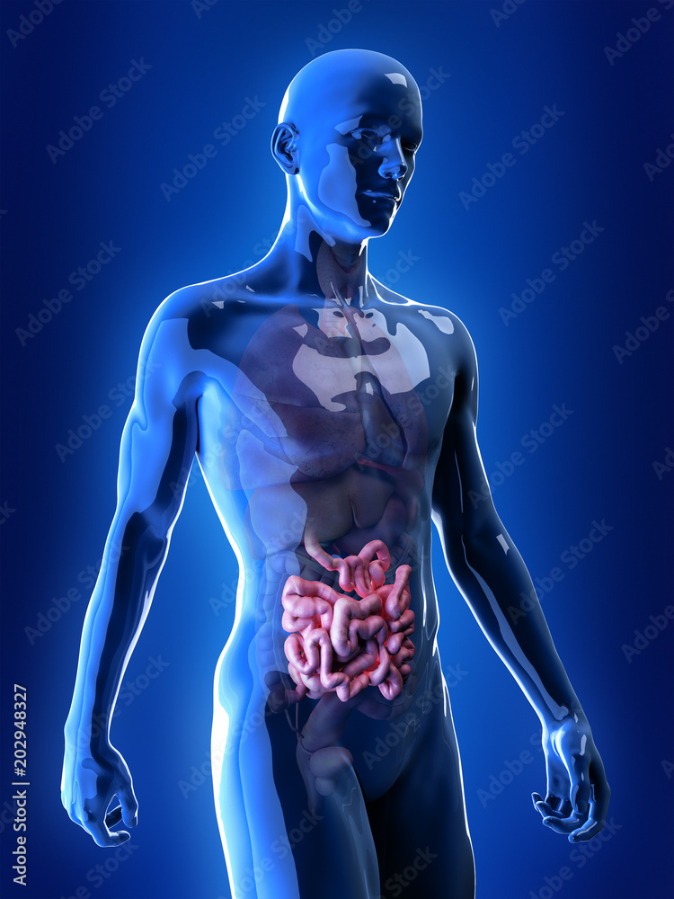 3d rendered, medically accurate illustration of the small intestine 3d rendered, medically accurate illustration of the small intestine