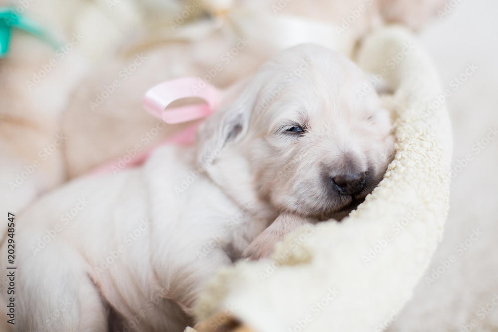 Two weeks old golden retriever puppy in the basket. Golden retriever baby girl with rose ribbon is sleeping Two weeks old golden retriever puppy in the basket. Golden retriever baby girl with rose ribbon is sleeping